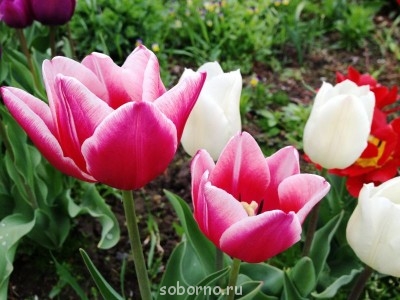 Наши цветы. В саду - IMG_3373.JPG