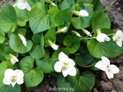 Наши цветы. В саду - IMG_3402.JPG