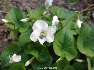 Наши цветы. В саду - IMG_3404.JPG