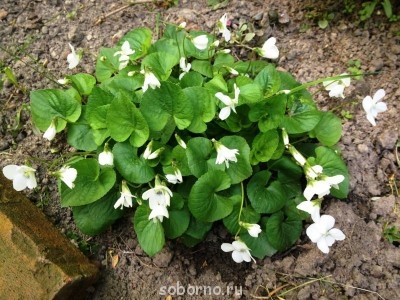 Наши цветы. В саду - IMG_3418.JPG