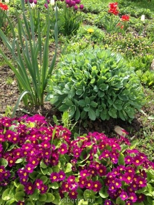 Наши цветы. В саду - IMG_3395.JPG