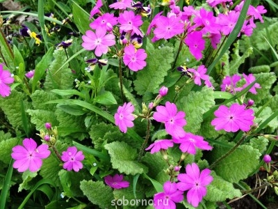 Наши цветы. В саду - IMG_3375.JPG