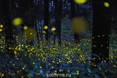 Добрые картинки - светлячки.jpg
