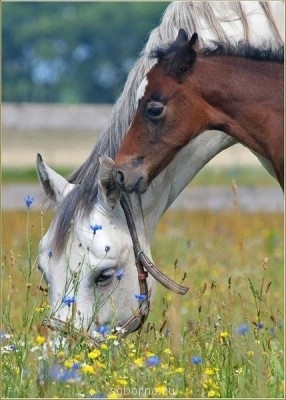 Добрые картинки - 3EG9cYV6lzE.jpg