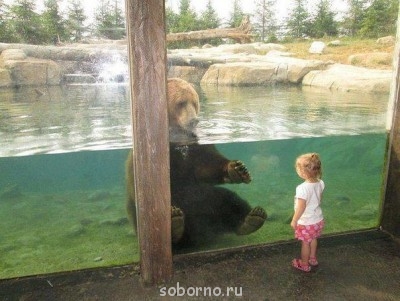 Они такие забавные смешные фото и видео  - медвед.jpg