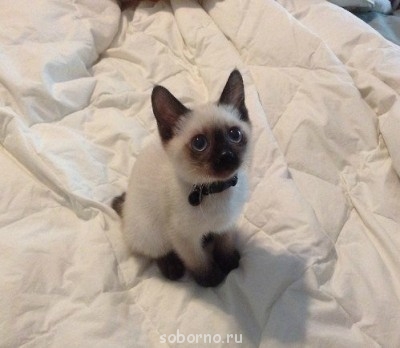 Они такие забавные смешные фото и видео  - image.jpg