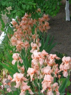 Наши цветы. В саду - IMG_3233.jpg