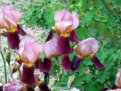 Наши цветы. В саду - IMG_3240.jpg