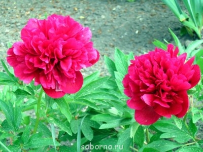 Наши цветы. В саду - IMG_3239.jpg