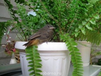 Пернатые соседи дикие  - IMG_3226.jpg