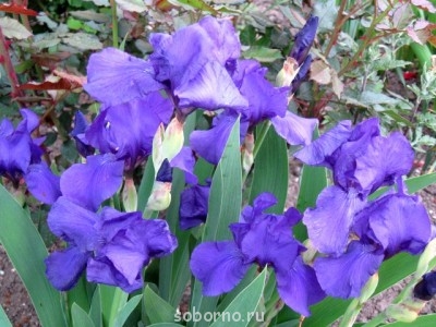 Наши цветы. В саду - IMG_3157.jpg