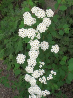 Наши цветы. В саду - IMG_3161.jpg