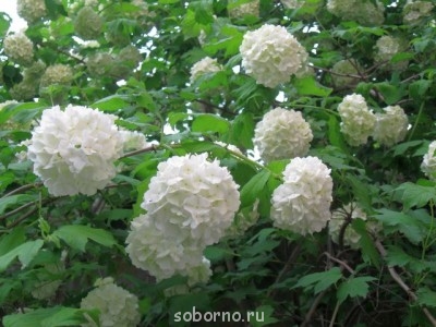 Наши цветы. В саду - IMG_3163.jpg