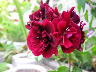 Домашние любимцы комнатные цветы  - IMG_3152.jpg