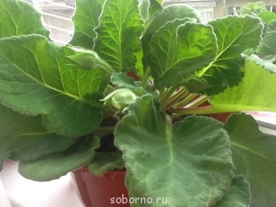 Домашние любимцы комнатные цветы  - image.jpg