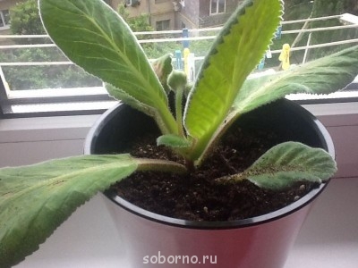 Домашние любимцы комнатные цветы  - image.jpg