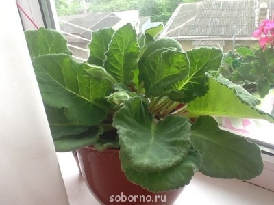 Домашние любимцы комнатные цветы  - image.jpg