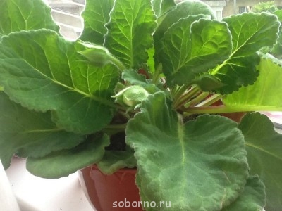 Домашние любимцы комнатные цветы  - image.jpg