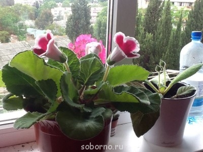 Домашние любимцы комнатные цветы  - image.jpg