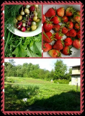 Наша дача и приусадебный участок - 1401016845166.jpg