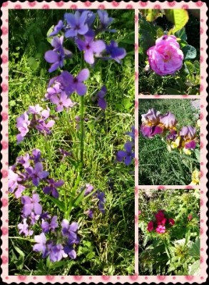 Наша дача и приусадебный участок - 1401016838512.jpg