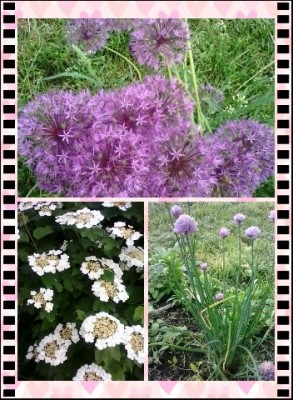 Наша дача и приусадебный участок - 1401016847585.jpg