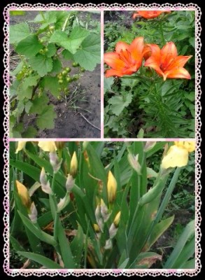 Наша дача и приусадебный участок - 1401016848235.jpg