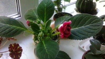 Домашние любимцы комнатные цветы  - IMG_20140526_132247.jpg