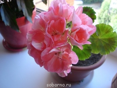 Наша дача и приусадебный участок - image.jpg