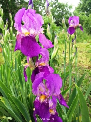 Наши цветы. В саду - ирисы1.JPG