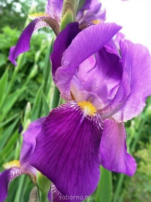 Наши цветы. В саду - ириска.JPG