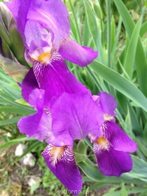 Наши цветы. В саду - ирис2.JPG