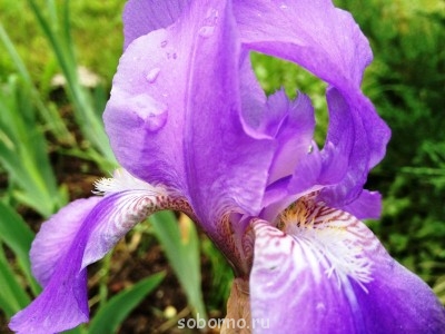 Наши цветы. В саду - ирис_.JPG