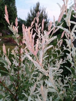 Наши цветы. В саду - ивушка.JPG