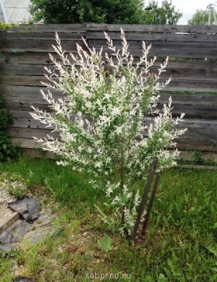 Наши цветы. В саду - ива.JPG