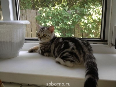 Кошки - очарование МОЁ - есения.JPG