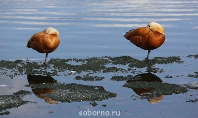 Добрые картинки - 2291450.jpg