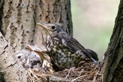 Добрые картинки - 2291430.jpg