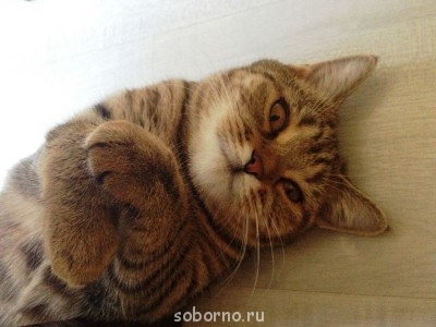 Кошки - очарование МОЁ - сонька.JPG