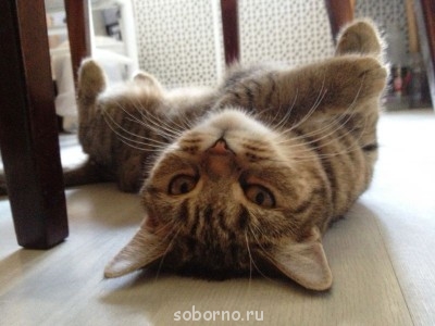 Кошки - очарование МОЁ - фотография (6).JPG