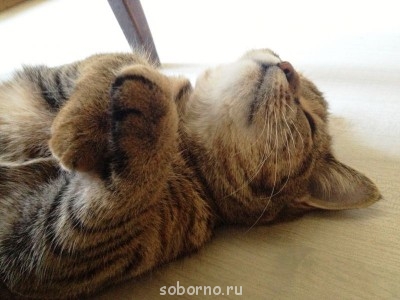 Кошки - очарование МОЁ - соня.JPG