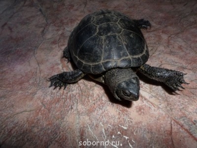 Черепаха - Черепаха 2.jpg