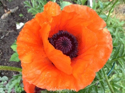 Наши цветы. В саду - мак2.JPG