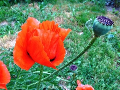 Наши цветы. В саду - мак.JPG