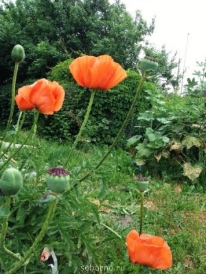 Наши цветы. В саду - куст_мак.JPG