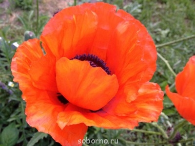 Наши цветы. В саду - мак_.JPG