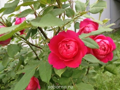 Наши цветы. В саду - брейт.JPG