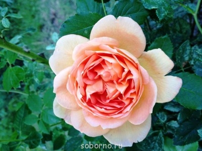 Наши цветы. В саду - роза_принцесс_ал.JPG