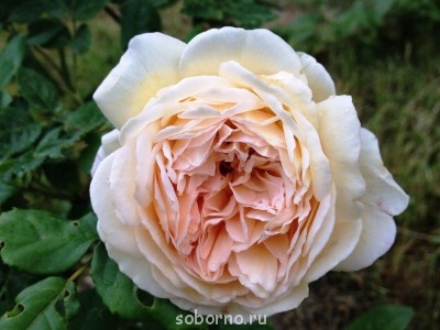 Наши цветы. В саду - роза_беж.JPG