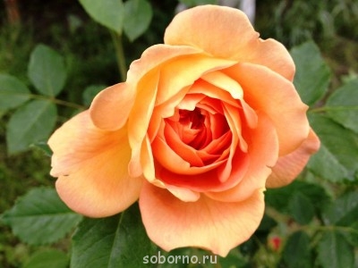 Наши цветы. В саду - роза_.JPG